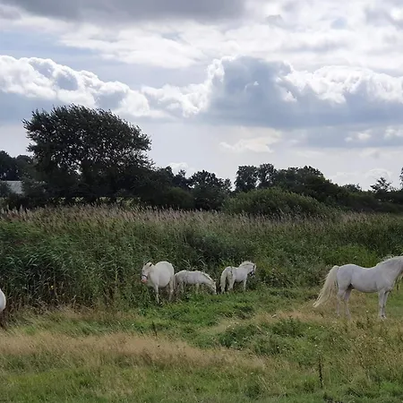 12 Person In Nordborg
